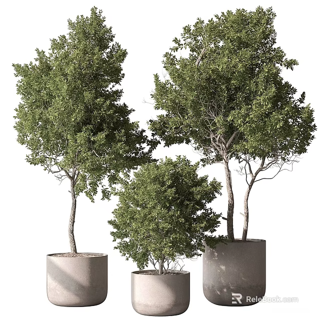 Three Slender Trunk Lush Foliage Potted Bonsai Trees In Cylindrical Light Colored Pots White Background 3d model 