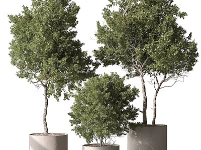 Three Slender Trunk Lush Foliage Potted Bonsai Trees In Cylindrical Light Colored Pots White Background 3d model