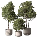 Three Slender Trunk Lush Foliage Potted Bonsai Trees In Cylindrical Light Colored Pots White Background