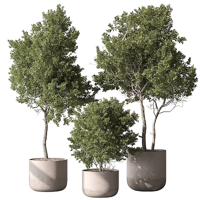 Three Slender Trunk Lush Foliage Potted Bonsai Trees In Cylindrical Light Colored Pots White Background 3d model