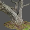 Rough Tree Trunk With Natural Wood Texture And Moss At The Base On Gray Background