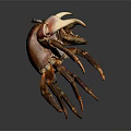 Red Brown Crab With Large Claws On Gray Background Close Up View 3d model