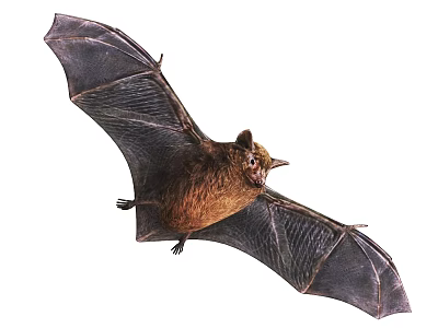 Flying Bat With Large Textured Wings And Brown Body In Flight 3d model
