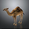 Light Brown Dromedary Camel Standing On Dark Background With Reflective Surface