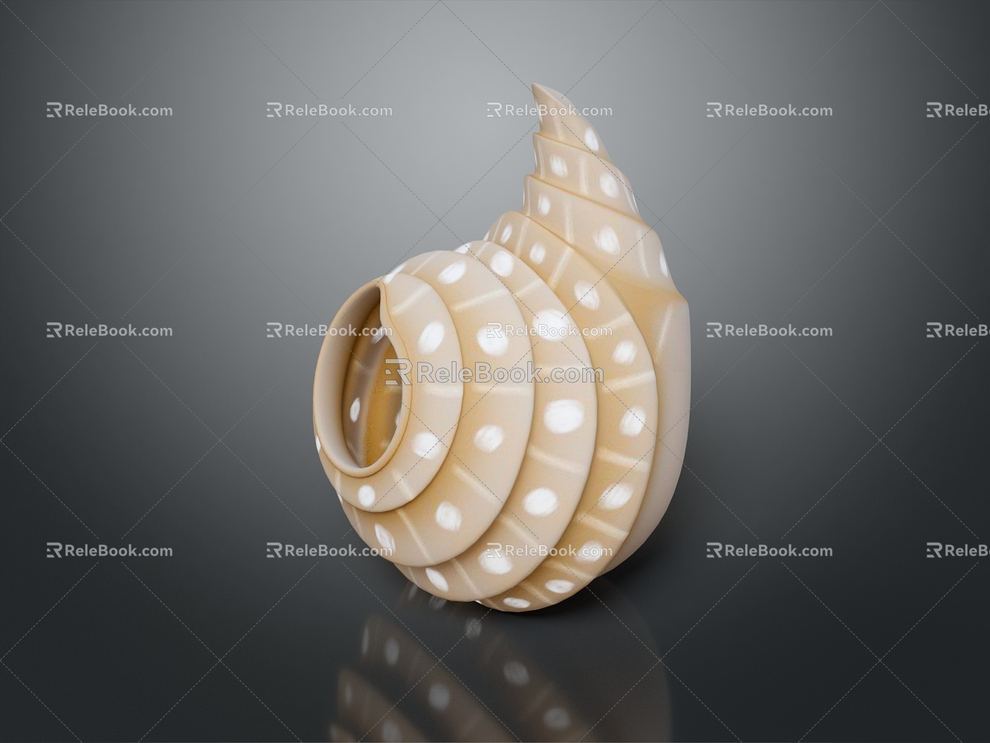 conch bone snail snail field snail shellfish marine animal fish freshwater fish marine fish animal 3d model