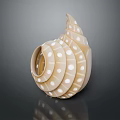Beautiful Spiral Seashell With White Polka Dots Ivory White Glossy Surface Elegant Design