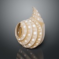 conch bone snail snail field snail shellfish marine animal fish freshwater fish marine fish animal 3d model