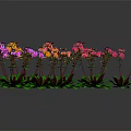 Colorful Potted Orchids With Green Leaves On Dark Background And Reflections