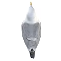 White Seagull With Grey Wings Standing In Natural Posture And Detailed Feathers