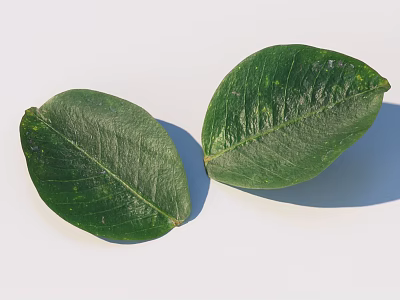Two Fresh Green Leaves With Detailed Texture Isolated On White Background 3d model