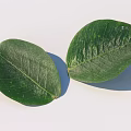 Two Fresh Green Leaves With Detailed Texture Isolated On White Background