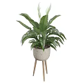 Potted Plant With Large Green Leaves In Woven Texture Pot On Wooden Stand