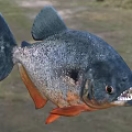Piranha Aquatic Animal With Sharp Teeth Dark Blue Orange Body And Fierce Appearance