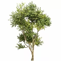 Tall Lush Green Arbor Trees With Thick Trunks And Dense Foliage