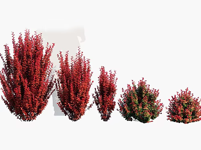 Red Ornamental Shrubs With Various Sizes And Lush Foliage For Garden 3d model