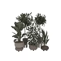 Modern Garden Decor With Various Green Plants In Different Planters And Arrangements