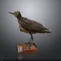 Vintage Bird Taxidermy Specimen Standing On Red Wooden Base With Label