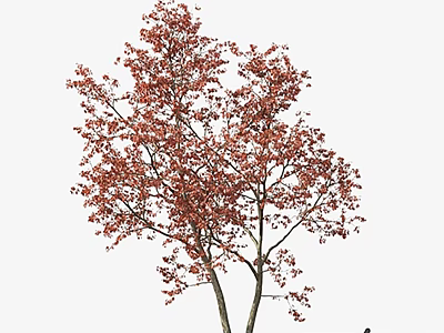 Tall Arbor With Vibrant Red Leaves And Brown Trunk In White Background 3d model