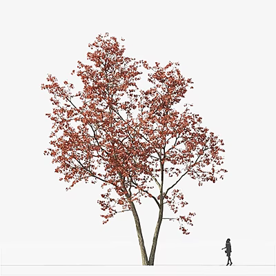 Tall Arbor With Vibrant Red Leaves And Brown Trunk In White Background 3d model