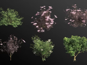 Western elderberry shrub flower tree 3d model