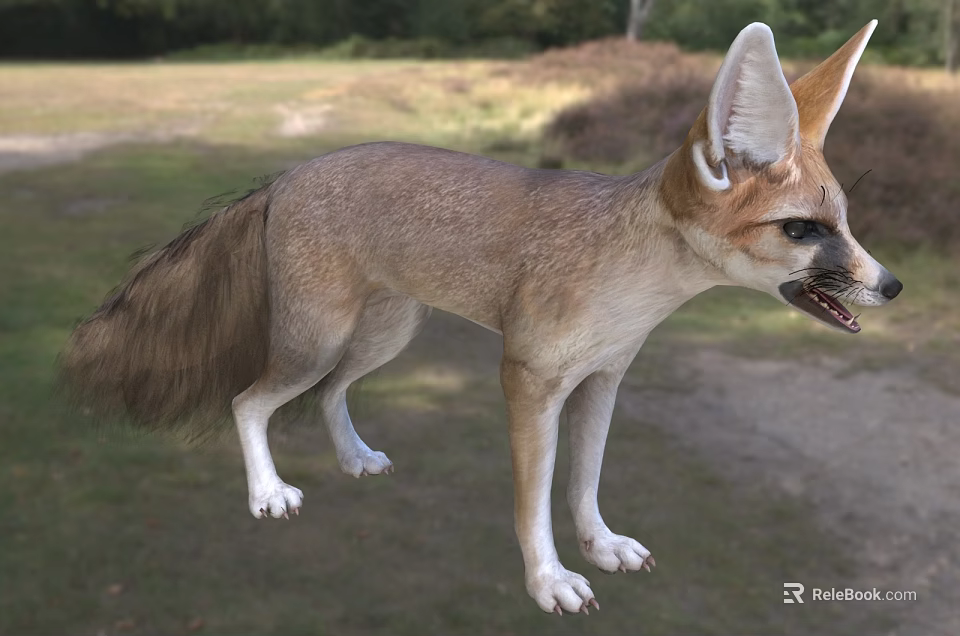 Fennec Fox In Outdoor Grassland Surroundings 3d model 