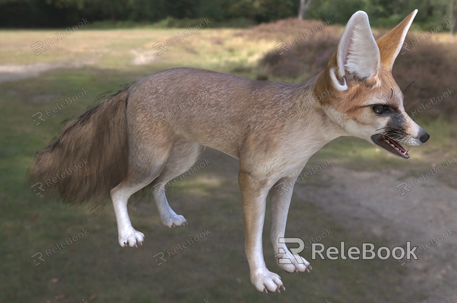 afghan fox carnivora canidae species model