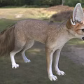 Fennec Fox In Outdoor Grassland Surroundings 3d model