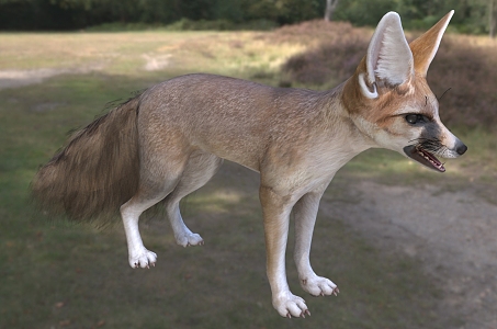 afghan fox carnivora canidae species 3d model