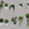 Various Indoor Potted Plants With Hanging Styles And Different Leaf Shapes