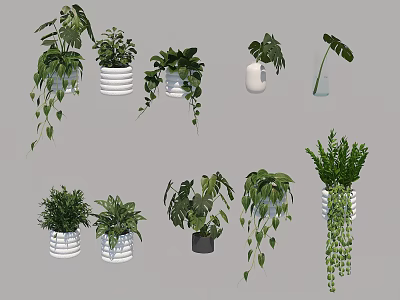 Various Indoor Potted Plants With Hanging Styles And Different Leaf Shapes 3d model