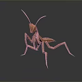 grasshopper insect cartoon locust animation locust anime locust anime game character 3d model