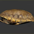 Orange Yellow Turtle Shell With Intricate Texture On Dark Background Surface