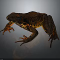 Vibrant Brown And Orange Spotted Frog Showcasing Detailed Skin Texture On Dark Background