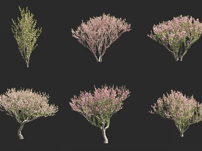 Various Arbor Trees With Pink Blossoms And Green Foliage In Different Shapes 3d model