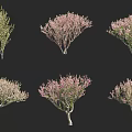 Various Arbor Trees With Pink Blossoms And Green Foliage In Different Shapes