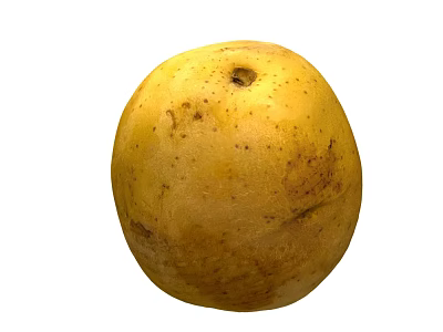 Fresh Yellow Potato with Natural Skin Spots as Nutritious Vegetable Choice for Healthy Diet 3d model
