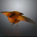 Orange Bird With Vibrant Feathers Spread Wings On Black Background With Reflection 3d model