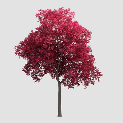 Beautiful Ornamental Tree with Lush Crimson Leaves and Slender Dark Trunk in Natural Scene 3d model