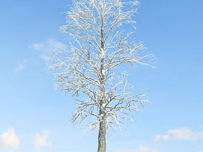 Snow Covered Deciduous Tree Standing Against Clear Blue Sky With White Clouds 3d model