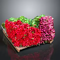 Fresh Red and Purple Radishes With Green Leaves In Wooden Tray