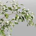 Decorative Transparent Glass Vase With Lush White Flowers And Green Leaves