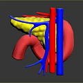 Human Organs 3D Anatomical Model Displaying Liver Stomach And Blood Vessels Structure