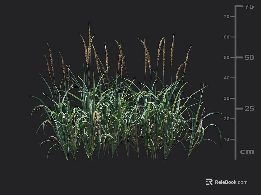 Clump Growing Herbaceous Grass With Slender Leaves Spike Inflorescences And Height Scale 3d model 