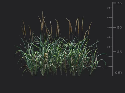 Clump Growing Herbaceous Grass With Slender Leaves Spike Inflorescences And Height Scale 3d model