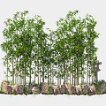 Lush Green Bamboo Plants Growing With Natural Stone Base In Garden Landscape