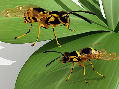 Two Yellow And Black Wasps With Transparent Wings Crawling On Green Leaves 3d model
