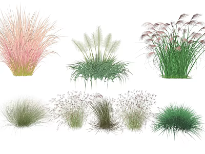 Various Ornamental Grasses With Different Colors and Textures for Garden Decoration 3d model