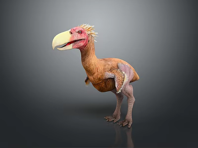 Prehistoric Bird With Large Beak Red Head Brown Body And Short Wings In Standing Posture 3d model