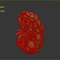 Human Kidney Anatomical Model Showing Internal Structure Blood Vessels And Detailed Medical Education Features