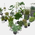 Various Bonsai and Potted Plants with Different Green Species and Styles